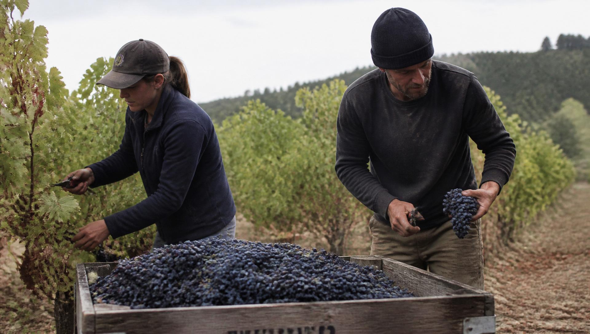 Workers harvesting grapes at golden hour in a Tuscan vineyard